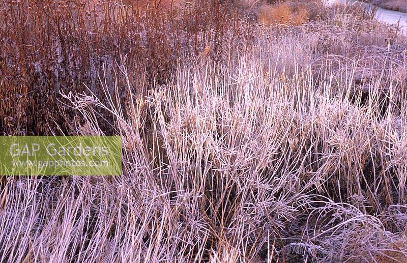 RHS Wisley Surrey Piet Oudolf borders in winter frost Amsonia tabernaemontana var salicifolia