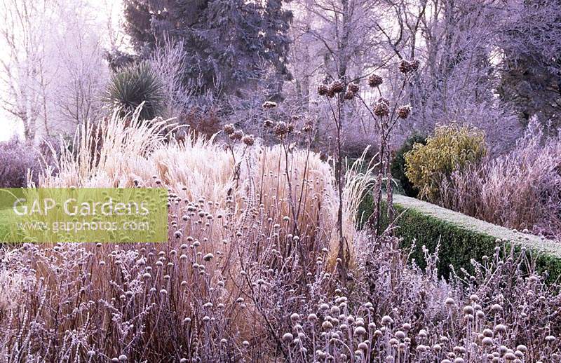 West Lodge South Sussex winter hoar frost on borders of perennials and ornamental grasses