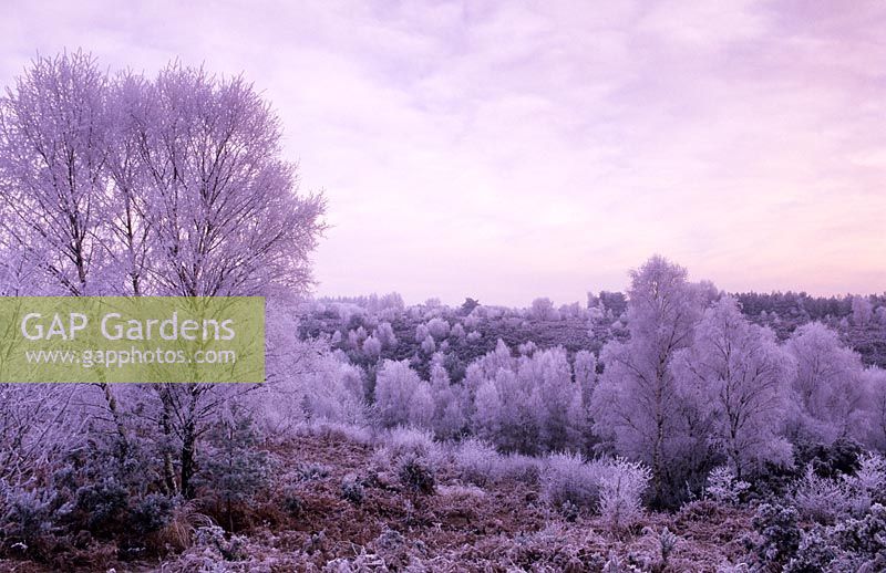 Ludshott Common Surrey Hampshire borders winter landscape hoar frost