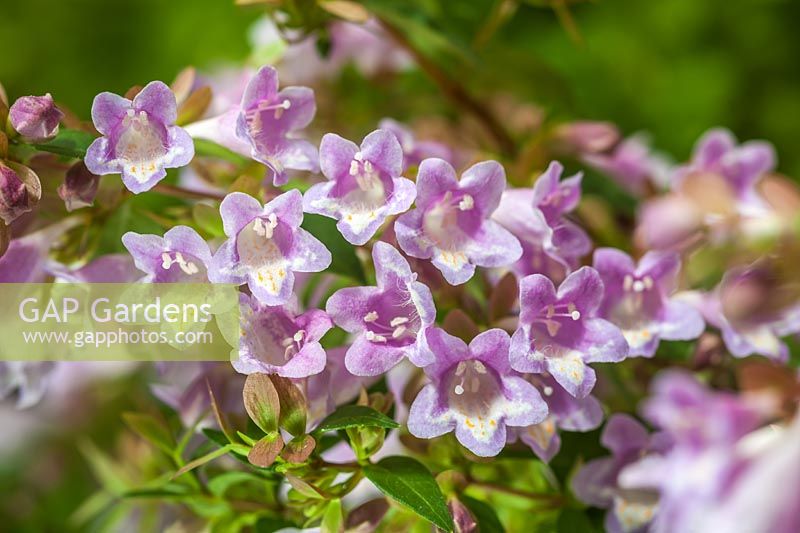 Abelia Bumble Bee summer flower deciduous shrub lilac violet August garden plant