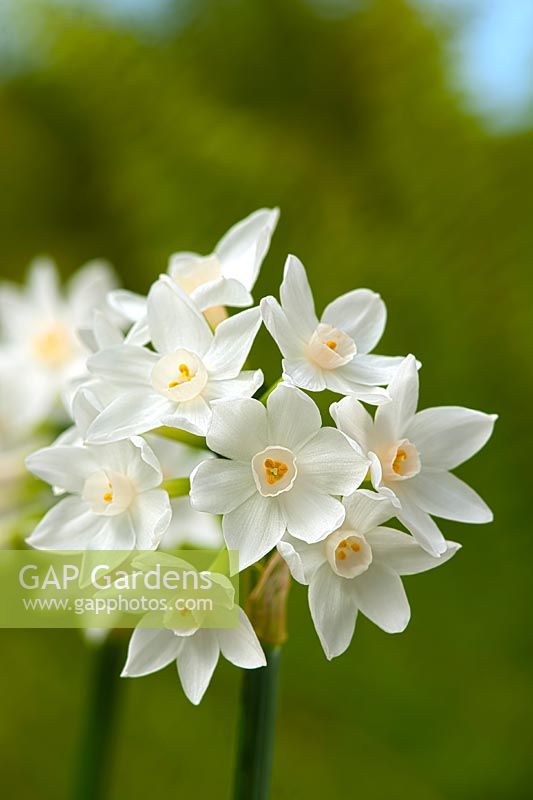paperwhite Narcissus Scilly Spring scented scent perfume early spring bulb flower white orange March garden plant
