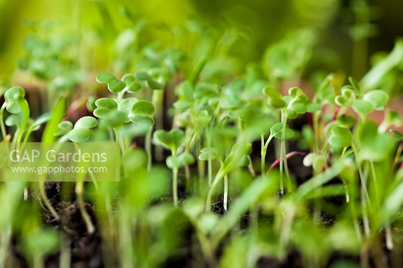 baby leaf salad seedlings sprout grow winter spring green edible kitchen garden plant combination spinach Mizuna Red Mustard