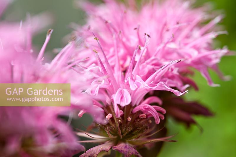 bee balm bergamot Monarda didyma Croftway Pink summer flower herbaceous perennial wildlife July Garden plant
