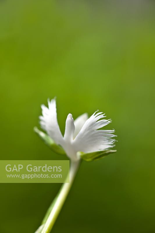 white egret orchid Habenaria radiata terrestrial perennial houseplpant summer flower August garden plant