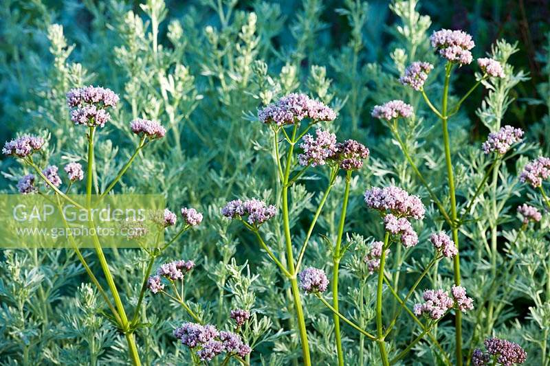 Valeriana officinalis All-Heal Amantilla Baldrian Great Wild Valerian summer flower herb perennial tall pink white June garden