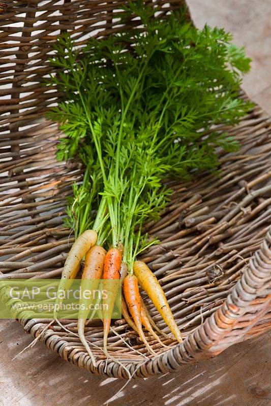 Carrot Yellowstone leaf thinning food edible salad dish green home grown organic healthy catch crop table trug basket kitchen