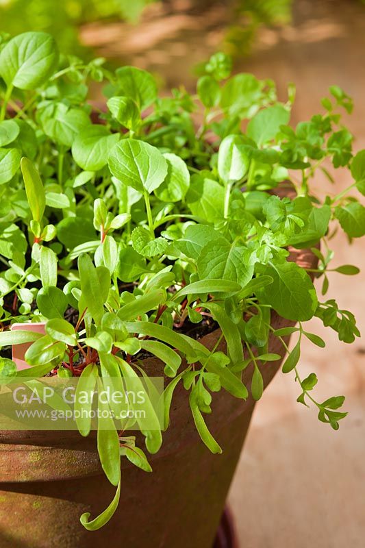 baby leaf salad seedlings sprout grow spring green edible kitchen garden plant combination spinach Mizuna Red Mustard spicy tast