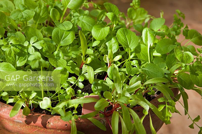 baby leaf salad seedlings sprout grow spring green edible kitchen garden plant combination spinach Mizuna Red Mustard spicy tast