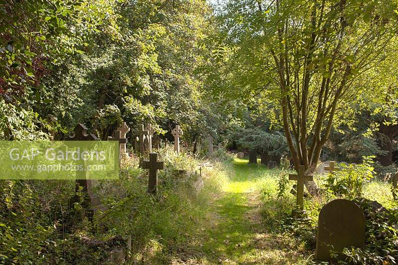 Worth graveyard Sussex overgrown wildlife sanctuary traditional country church Saxon ancient trees sun sunny grass path quiet