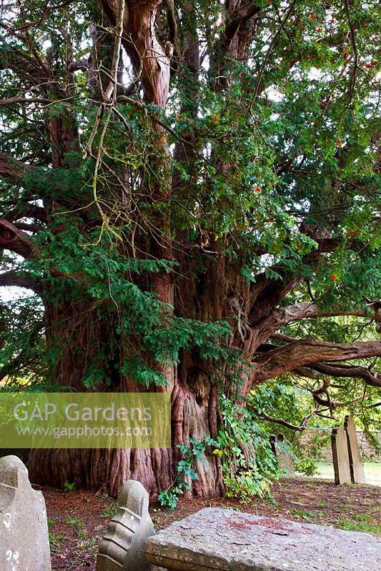 ancient yew tree Taxus bacata Ulcombe churchyard Kent England summer September evergreen large old sacred Druid Druidic