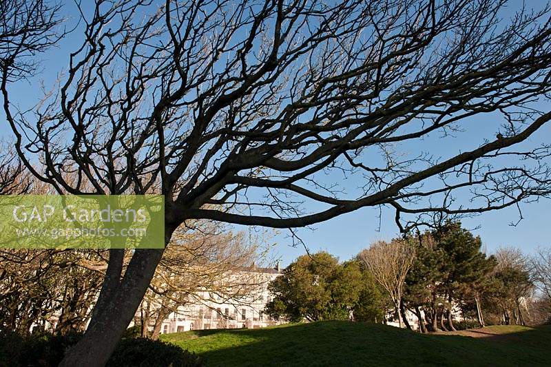 Adelaide Crescent public garden Brighton East Sussex United Kingdom wind swept formed European beech trees Fagus sylvatica