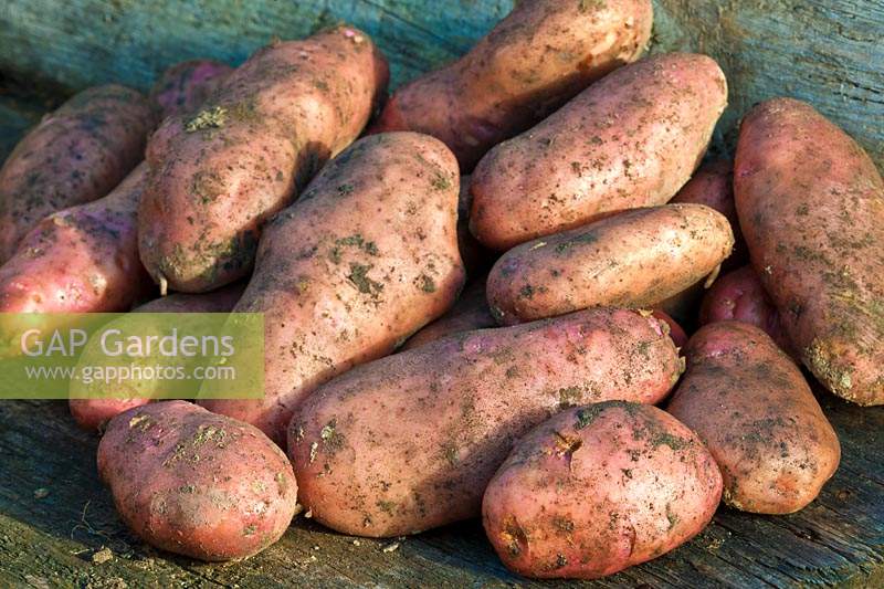 Potato Sarpo Una freshly dug harvested early main crop summer August home grown full soil pink allotment organic kitchen garden
