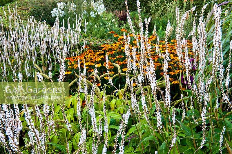 knotweed Persicaria amplexicaulis Alba common sneezeweed Helenium Ring of Fire autumnale polymorpha ornamental grasses summer