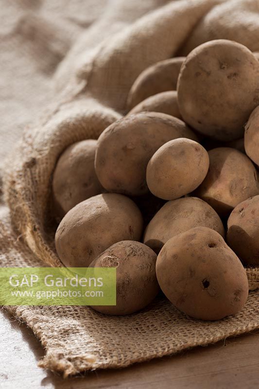 seed potato Cara potatoes sack sacking vegetable winter January organic saved home grown main crop kitchen garden plant
