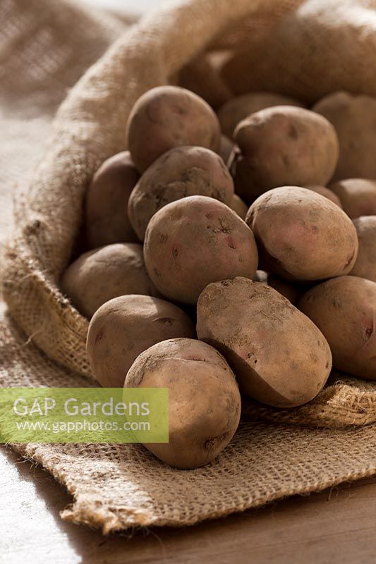 seed potato Amra potatoes sack sacking vegetable winter January organic saved home grown main crop kitchen garden plant
