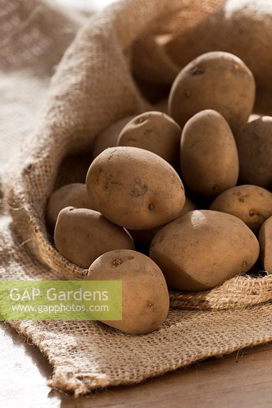seed potato Sante potatoes sack sacking vegetable winter January organic saved home grown main crop kitchen garden plant