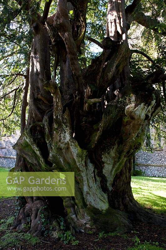 ancient yew tree Taxus bacata Stanmer churchyard East Sussex England summer June evergreen large old sacred Druid Druidic