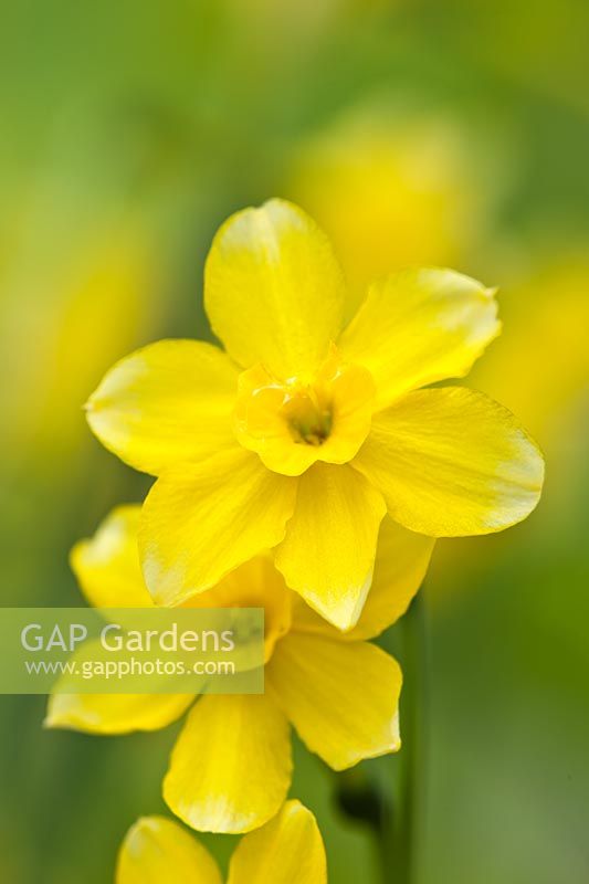 Narcissus New Baby daffodil division 7 jonquilla bicolored dwarf late flower bulb yellow April garden plant