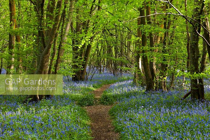 English Bluebells Hyacinthoides non-scriptus native wild woodland trees forest Spring flower blue May plants Blackbrook