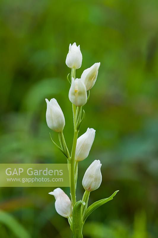 white Helleborine Cephalanthera damasonium summer flower perennial wild native June meadow field garden plant Sheepleas Surrey