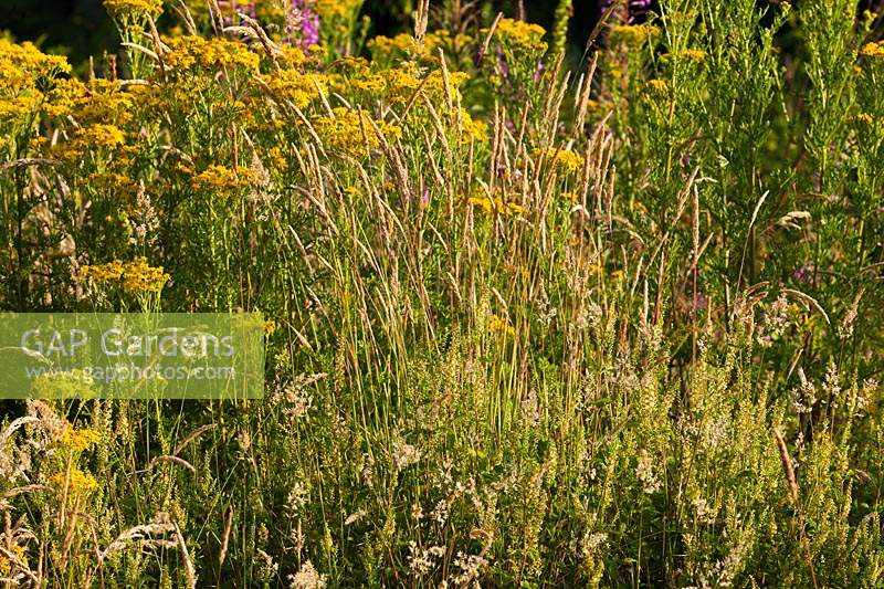 Meadow grasses mixed Ragwort Senecio jacobaea flower flowers summer field wild native July grasses Rosebay weed invasive garden