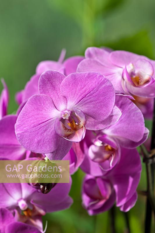Moth Orchid Phalaenopsis hybrid summer flower epiphytic houseplant purple violet lilac flowers exotic garden plant