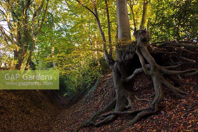 hollow way sunken Warren Lane Albury Surrey England erosion exposed roots morning sun sunshine light natural beauty autumn