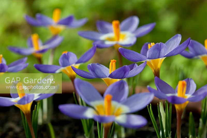 Sieber's Crocus sieberi Tricolor Spring flower bulb flowers blooms blossoms purple yellow white February garden plant open