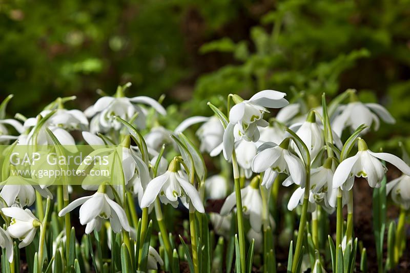 common double snowdrop Galanthus nivalis Flore Pleno late winter early Spring flowers bulb February white garden plant blooms