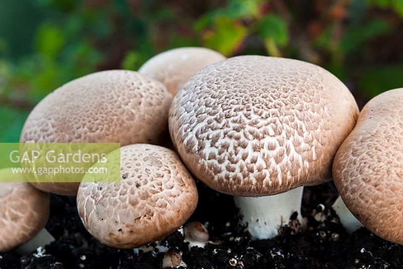 Chestnut mushrooms