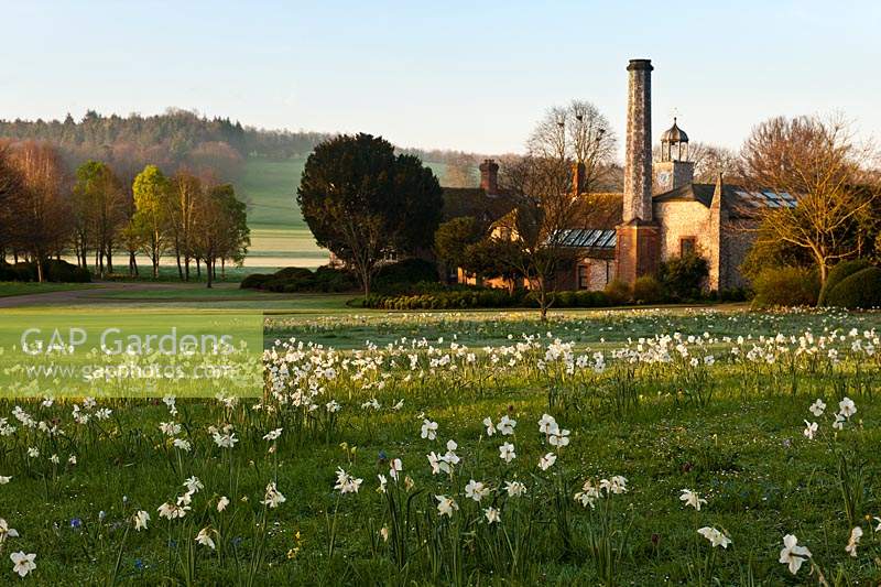 Daffodils sweeping lawns Spring flowers blooms blossoms view sun sunny blue sky south downs West Dean college Sussex April