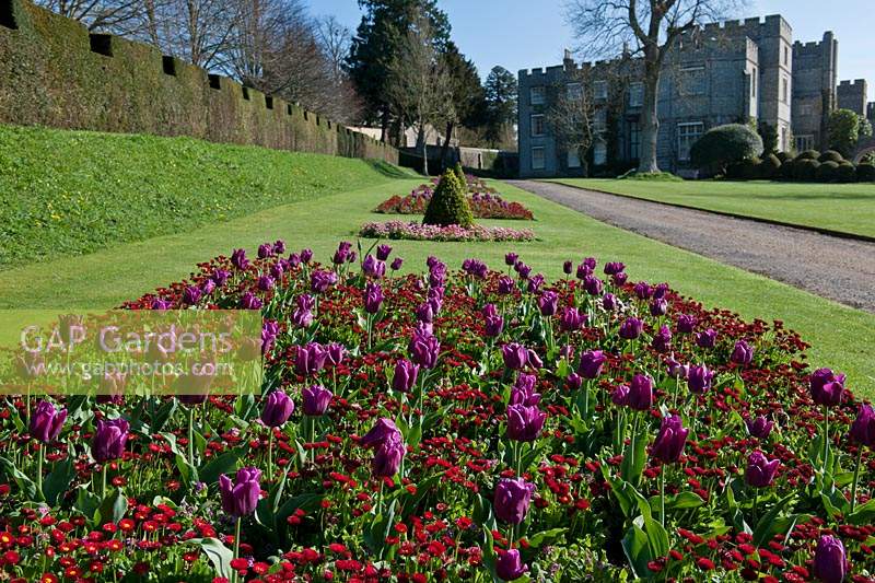 formal Spring bedding purple tulips bellis perennis blooms blossoms flowers view sun sunny blue sky West Dean college Sussex