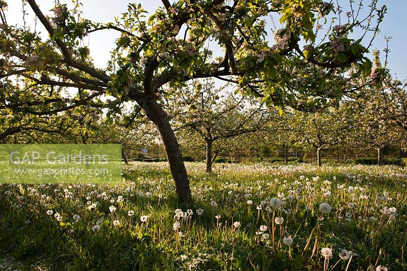 Apple orchard underplanted wiild flowers Dandelions cowslips Camassia quamash blossoms goblet fruit trees Spring blooms flowers