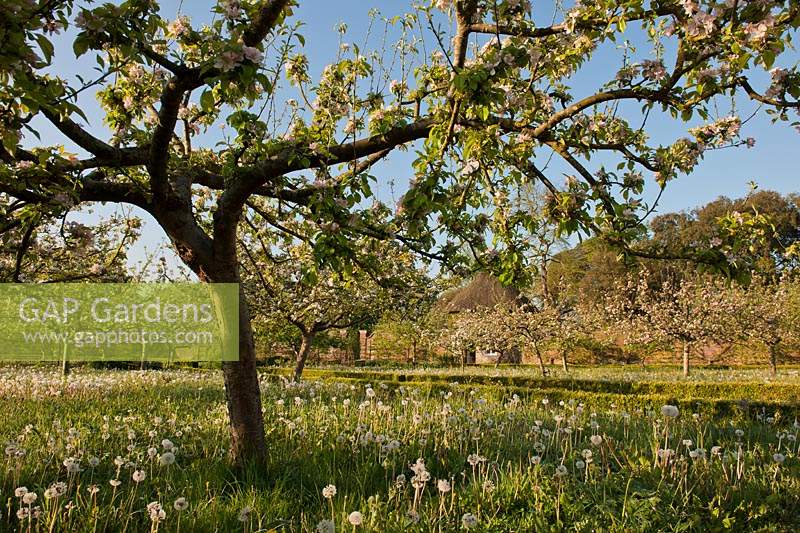 Apple orchard underplanted wiild flowers Dandelions cowslips Camassia quamash blossoms goblet fruit trees Spring blooms flowers