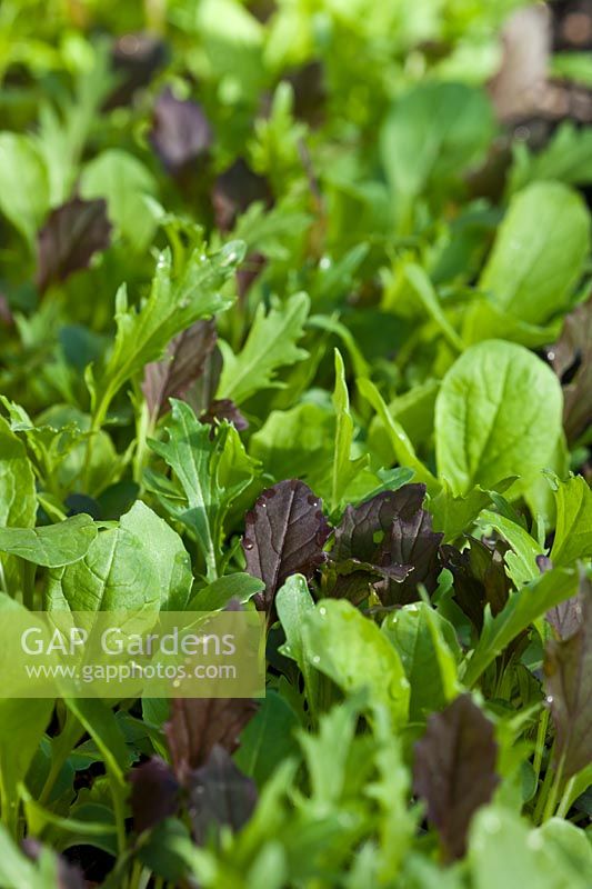 Lettuce salad leaves Colourful Mild Mix spring culinary green leaf April kitchen garden plant organic