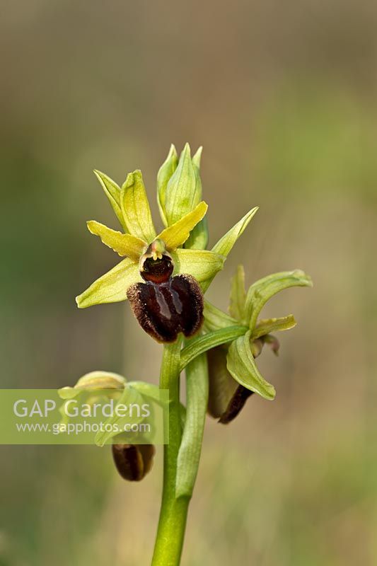 early spider orchid Ophrys sphegodes spring flower wild native grassland lime chalkland meadow field April Samphire Hoe Kent