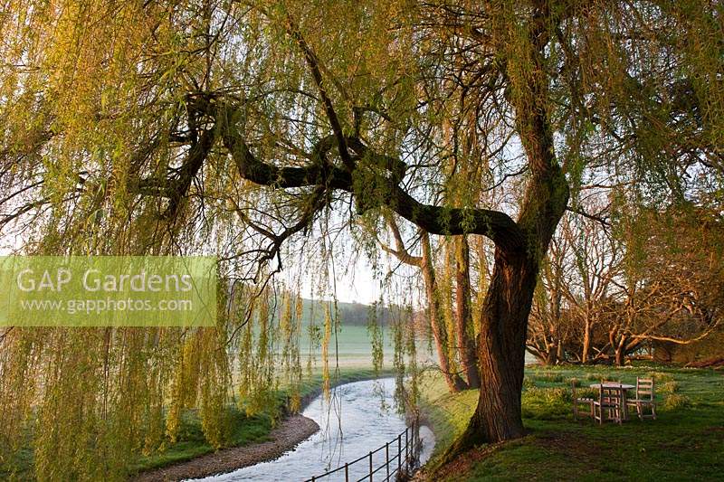 weeping willow tree Salix babylonica beside stream Spring leaves West Dean college East Sussex sun sunny blue sky view