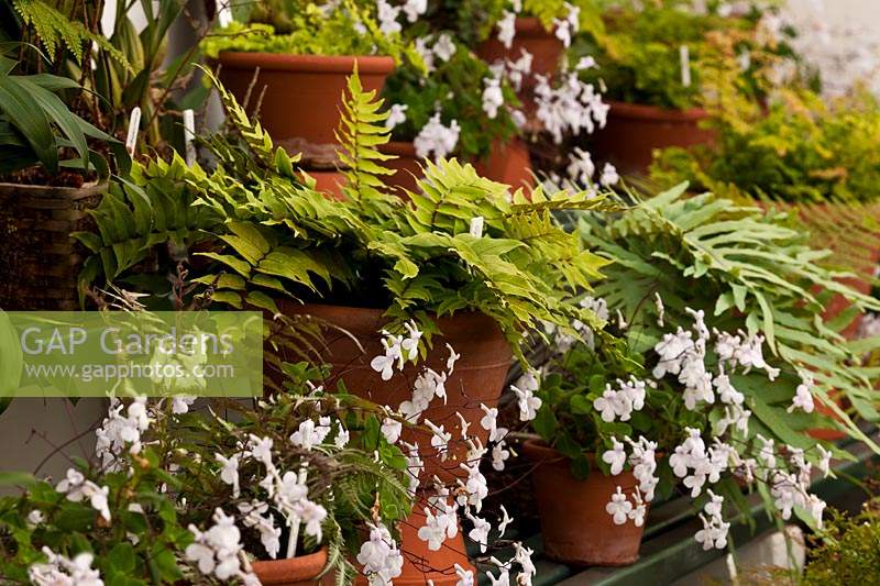 cool temperate glasshouse greenhouse staging shade shady green ferns Streptocarpus White Butterfly early summer flowers May West