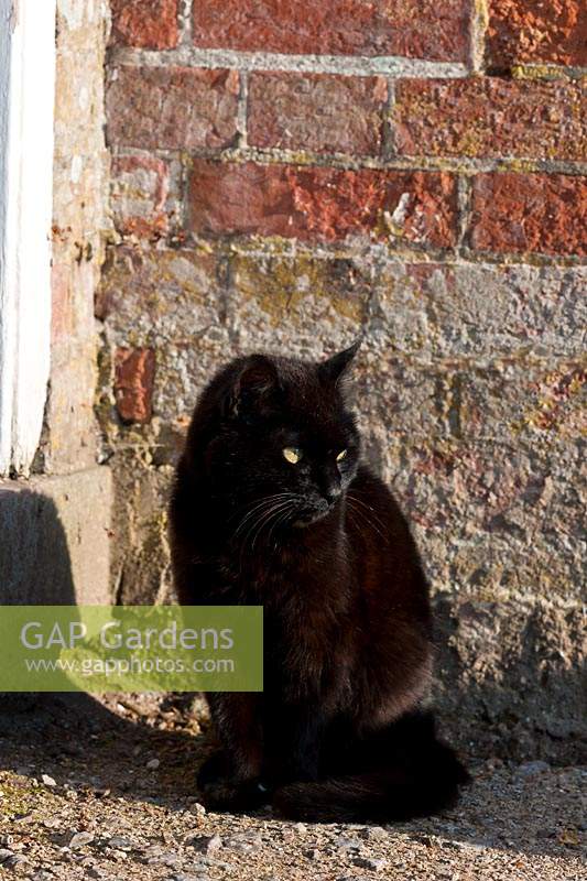 Hortus the black cat West Dean walled gardens Sussex
