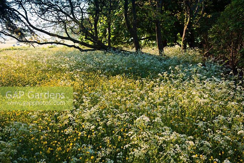 wildflower areas borders Cow Parsley Anthriscus sylvestris Creeping Buttercups Ranunculus repens early summer flowers May West