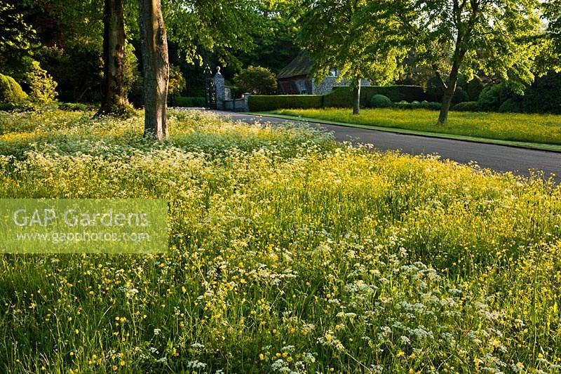 wildflower areas borders Cow Parsley Anthriscus sylvestris Creeping Buttercups Ranunculus repens early summer flowers May West