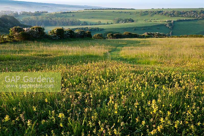 Yellow Rattle Rhinanthus minor Meadowdown East Sussex summer yellow native wild meadow field south downs view rolling hills sun