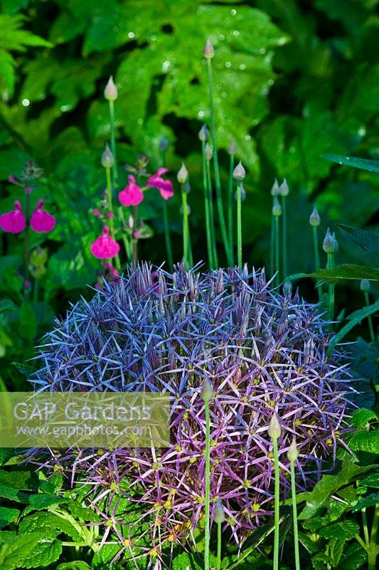 Allium christophii syn. albopilosum star of Persia summer flower perennial purple June blooms blossoms flowers garden plant