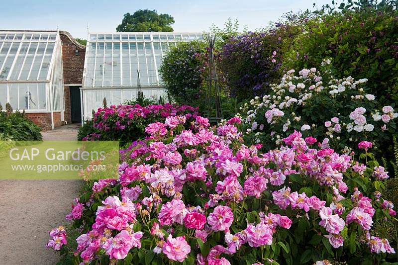 heritage old-fashioned roses mixed summer border West Dean Sussex walled garden June path formal sun sunny plants pink Rosa