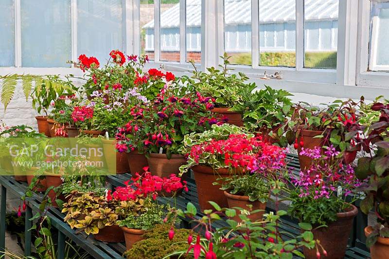 cool greenhouse summer display staging shelves Pelargoniums Fuchsia Fascination shrub tender summer flower container pot pink