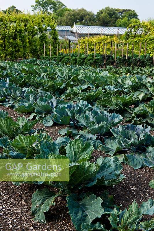 rows of cabbage varieties rows West Dean college walled kitchen garden sun sunny traditional June sun sunny glasshouses formal