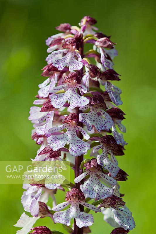 Lady Orchid Orchis purpurea native wild perennial May blooms blossoms flowers National Nature Reserve Wildlife Trust close-up