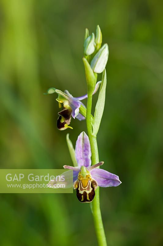 Bee Orchid Ophrys apifera summer flower wild native meadow field perennial June blooms blossoms flowers closeup close-up Beachy