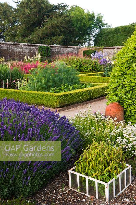 cut flowers rows growing West Dean walled garden Sussex summer flower plant July flowers blooms blossoms view stakes lavender