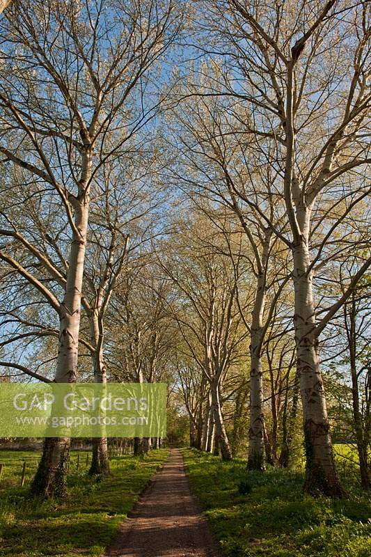 Betula pendula doube avenue SIlver Birches